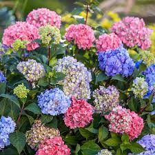 3-N-1 Hydrangea - Nikko Blue, White, & All Summer Beauty