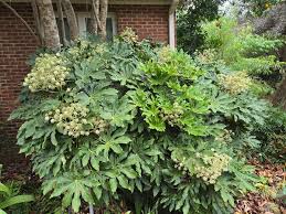 Fatsia