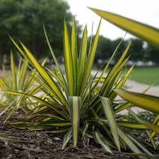 Color Guard Yucca