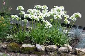 Getty White Agapanthus