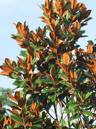 DD Blanchard Magnolia