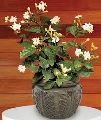 Maid of New Orleans Jasmine