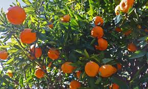 Orange Frost Satsuma