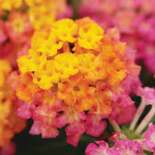 Havana Sunset Lantana