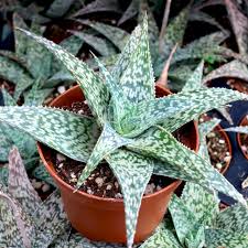 White Fox Aloe