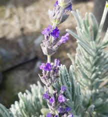 Goodwin Creek Lavender
