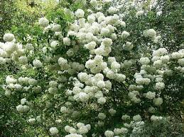 Chinese Snowball Viburnum