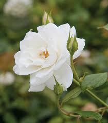 Iceberg Rose