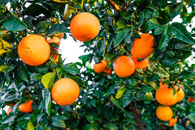 Pineapple Navel Orange