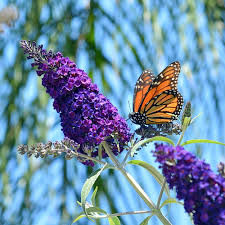 Black Knight Butterfly Bush