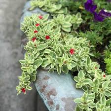 Baby Sun Rose Aptenia