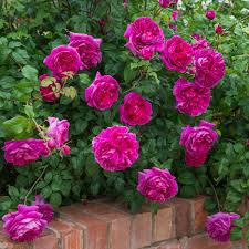 David Austin "Young Lycidas" Rose