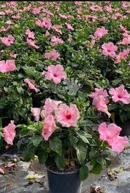Seminole Pink Hibiscus