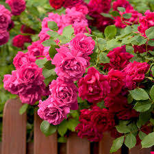 Freedom Duo Rose