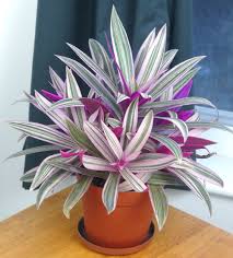 Rhoeo Tricolor