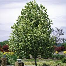 Tulip Poplar