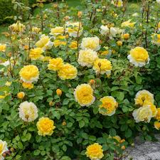 David Austin "The Poet’s Wife" Rose