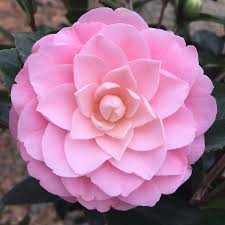 Pink Perfection Camellia