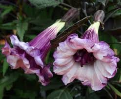 Double Purple Angel Trumpet