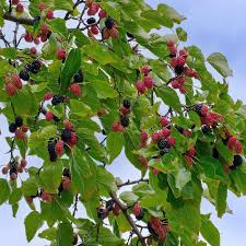 Dwarf Everbearing Mulberry