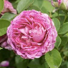 Raspberry Cupcake Rose
