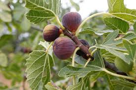 LSU Purple Fig