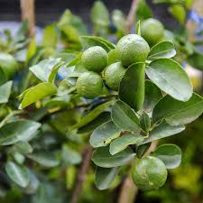 Thornless Key Lime