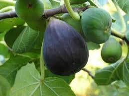 Black Mission Fig