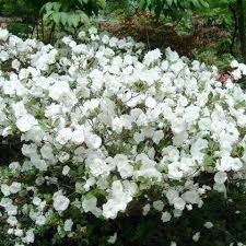 Hardy Gardenia Azalea