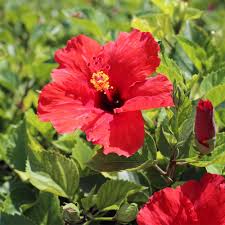 Red Tropical Hibiscus