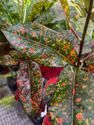 Freckles Croton Tree