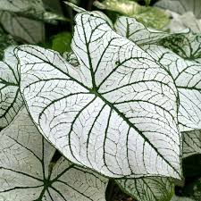 Candidum Senior Caladium