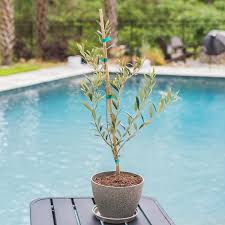 Arbequina Olive