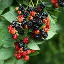 Prime Ark Traveler BlackBerry