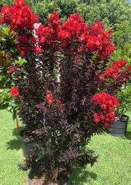 Ebony Fire Crepe Myrtle
