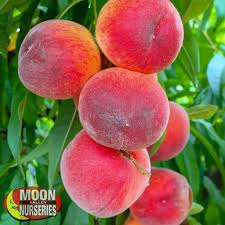 Florida Prince Peach