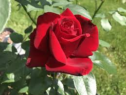 Red Masterpiece Rose