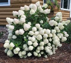 Little Lime Light Hydrangea