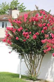 Colorama Scarlet Crepe Myrtle