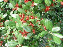 East Palatka Holly