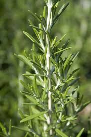 BBQ Rosemary