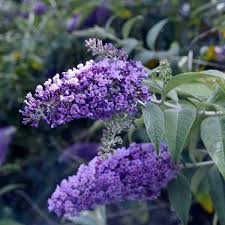 True Blue Butterfly Bush