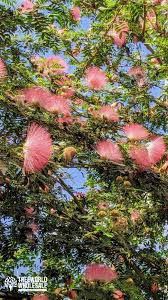 Powder Puff Pink Calliandra Tree