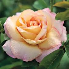 Peace Rose