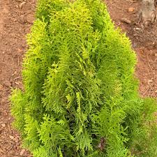 Berkman’s Gold Arborvitae