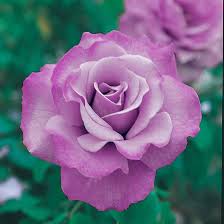 Angel Face Rose