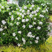 Jubilation Gardenia