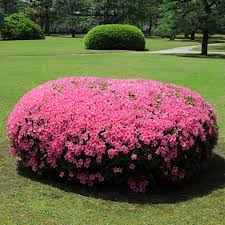 Floramora Pink Azalea