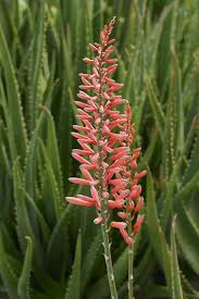 Safari Rose Aloe