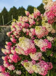Berry White Hydrangeas